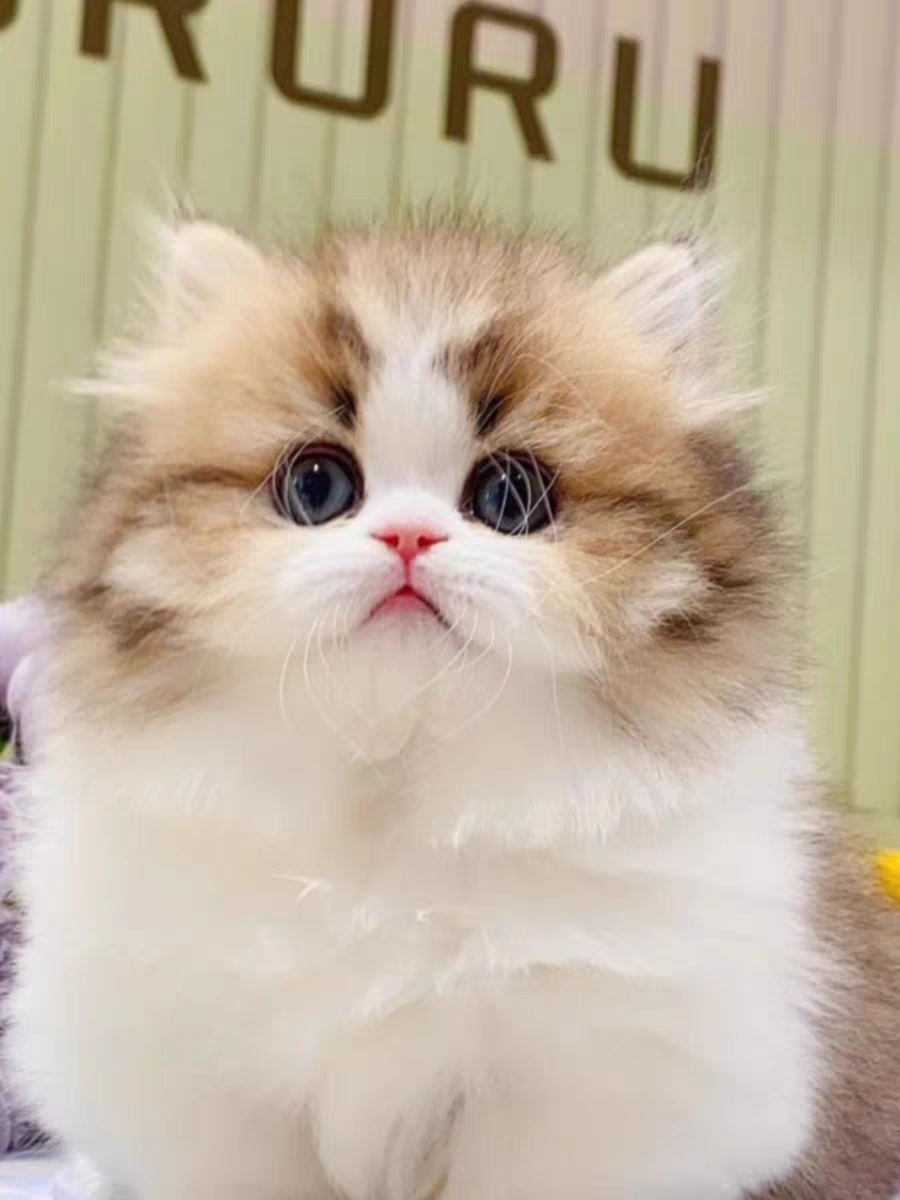 猫舍直销,批发价出售,长毛英短